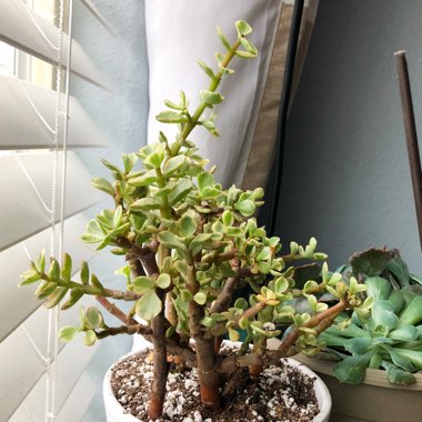 Portulacaria Afra Variegata