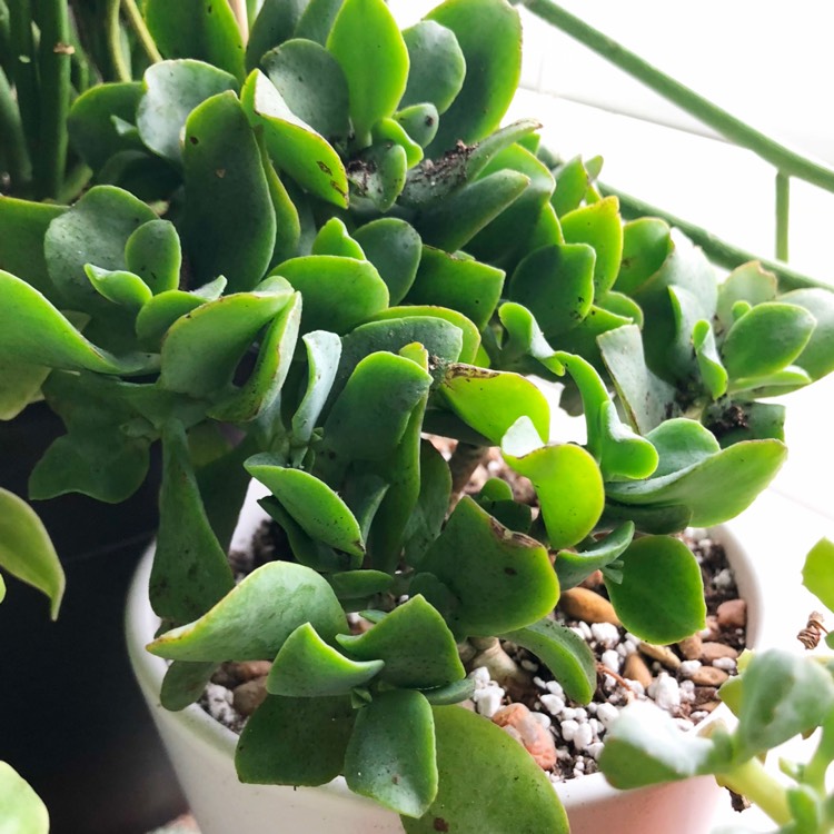 Plant image Crassula 'Blue Waves'