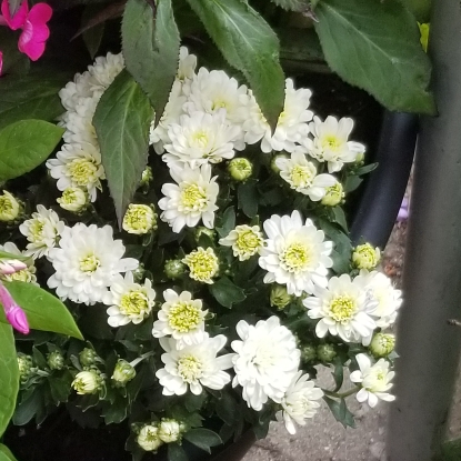 Plant image Chrysanthemum 'Blanco'