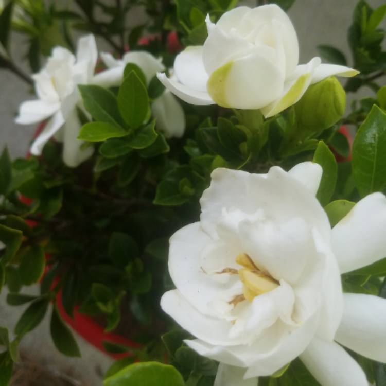 Plant image Gardenia Jasminoides 'August Beauty'