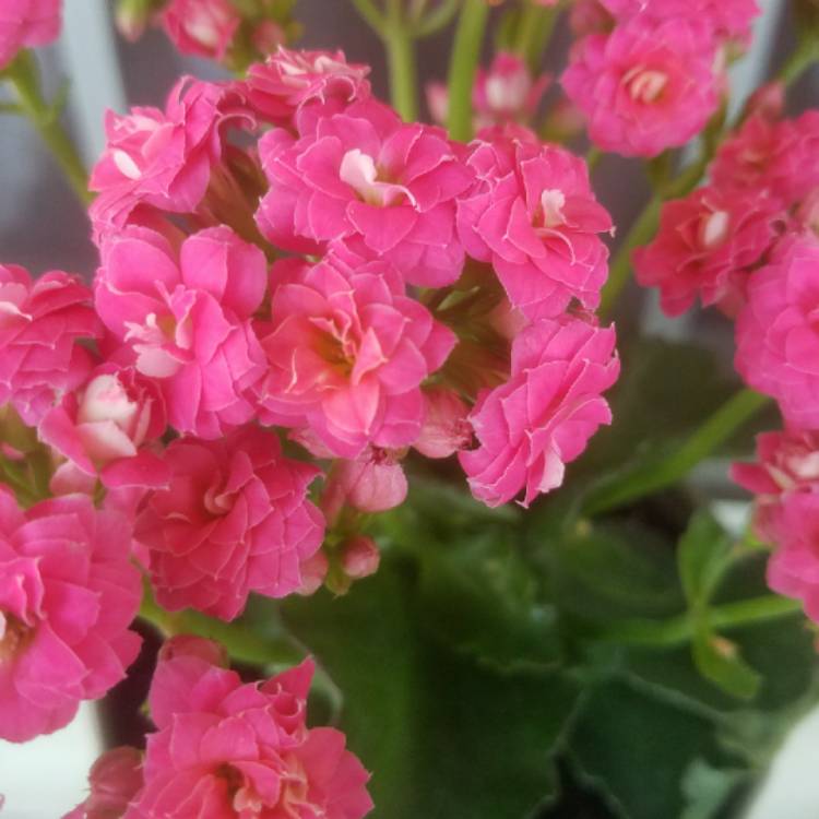 Kalanchoe blossfeldiana Pink Queen, Kalanchoe 'Pink Queen' - uploaded ...