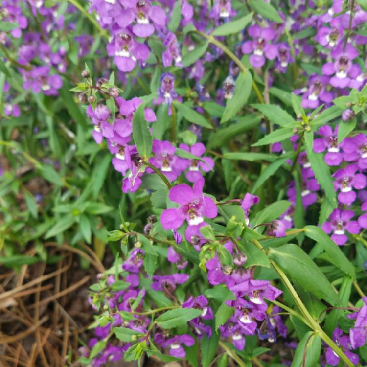 Plant image Angelonia Angustifolia