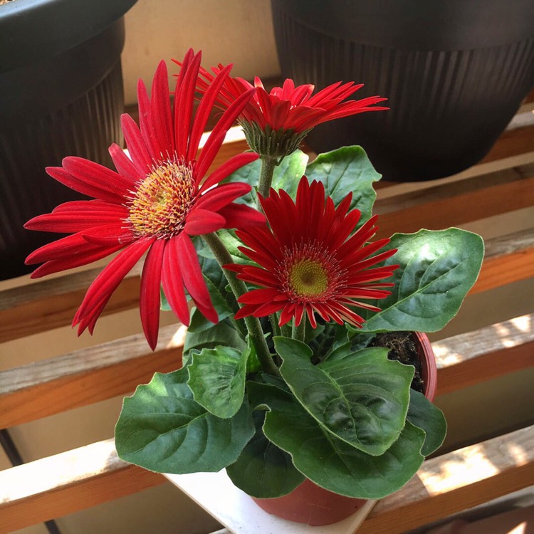 Plant image Gerbera 'Sundayz Red'