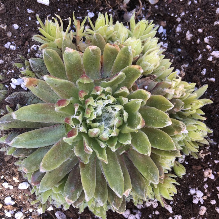 Plant image Sempervivum Arachnoideum Forest Frost