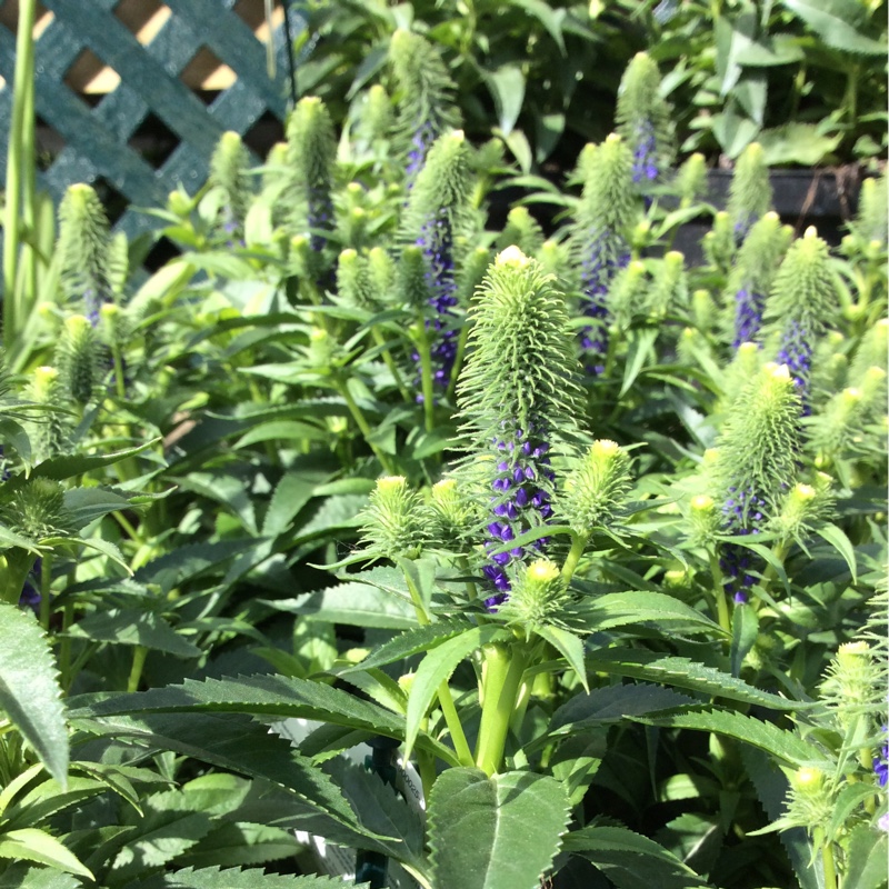 Plant image Veronica spicata 'Ulster Blue Dwarf'