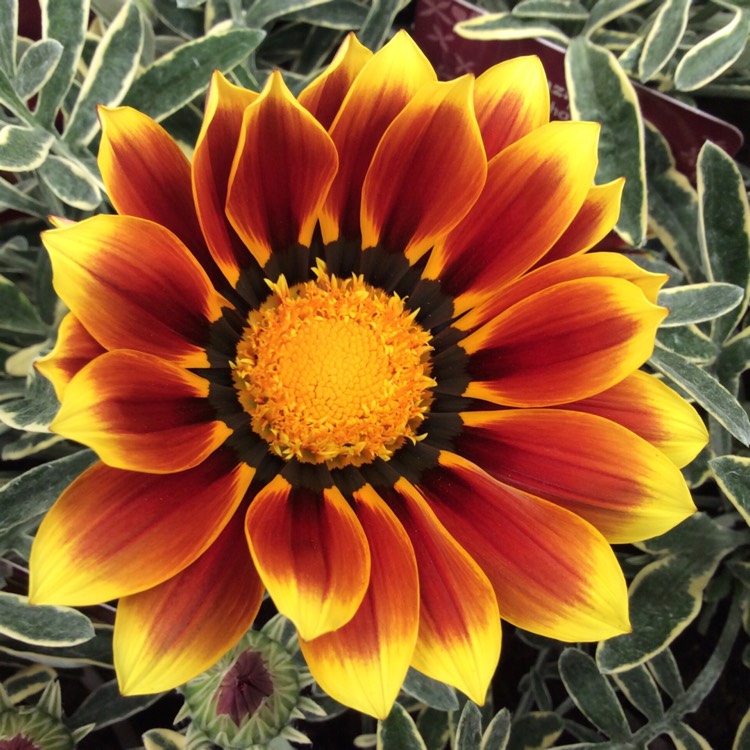 Plant image Gazania Mohawk