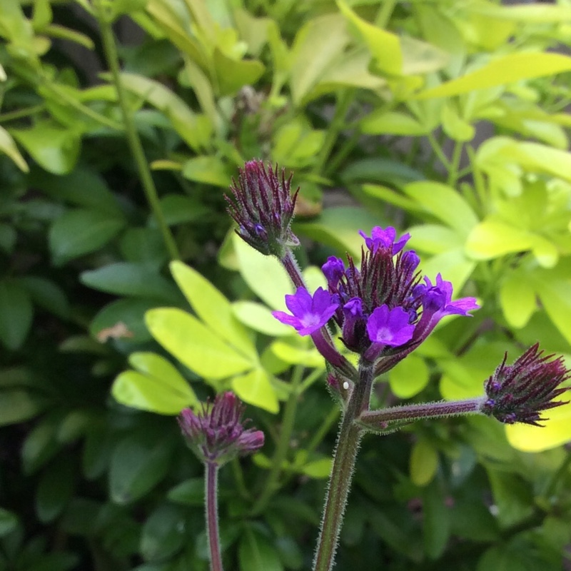 Plant image Verbena rigida syn. Verbena venosa