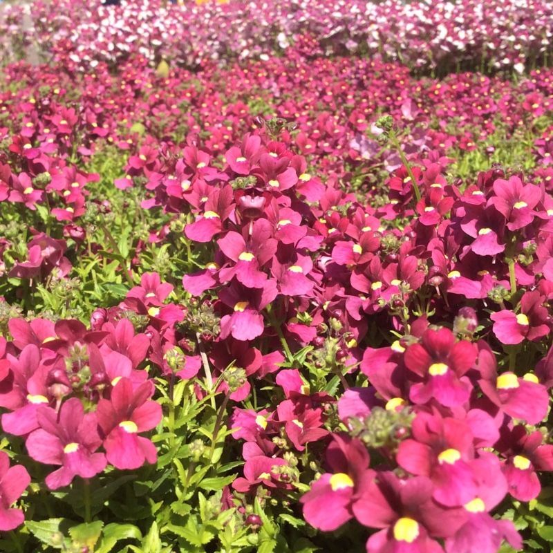 Plant image Nemesia nuvo 'Carmine'