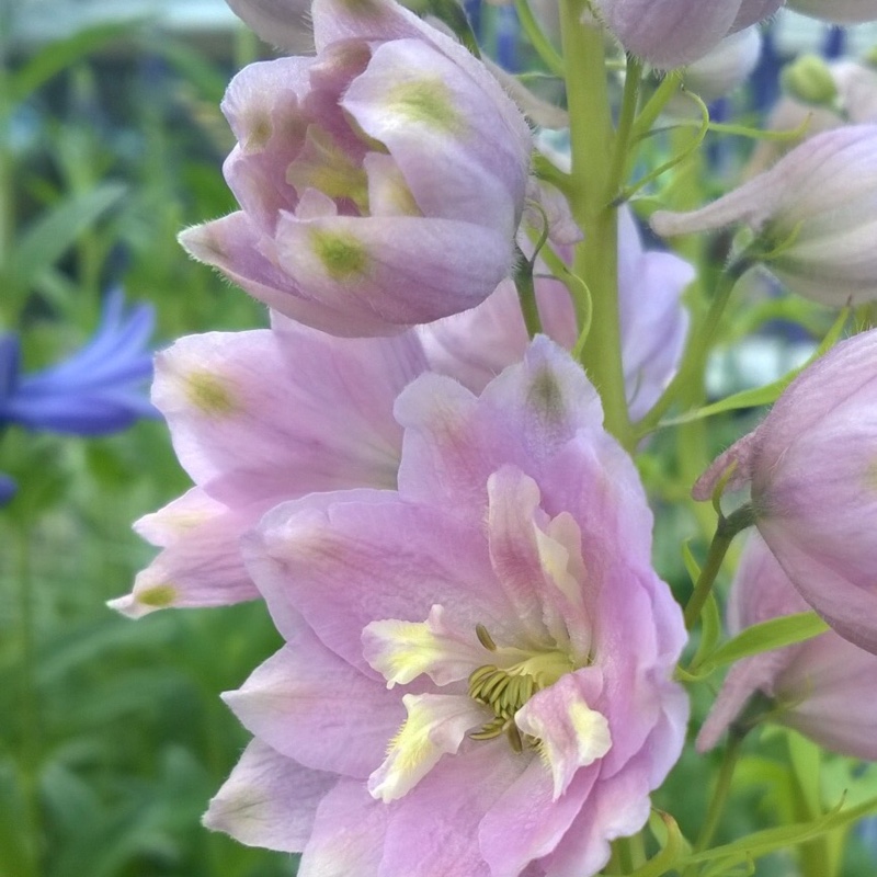 Plant image Delphinium 'Magic Fountains Cherry Blossom'