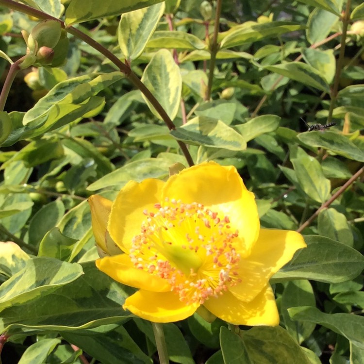 Plant image Hypericum x moserianum 'Little Misstery'