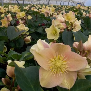 Helleborus 'Coseh 700' syn. Helleborus 'HGC Cinnamon Snow'