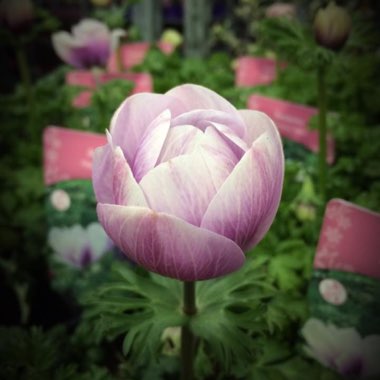 Anemone coronaria 'Harmony Orchid'