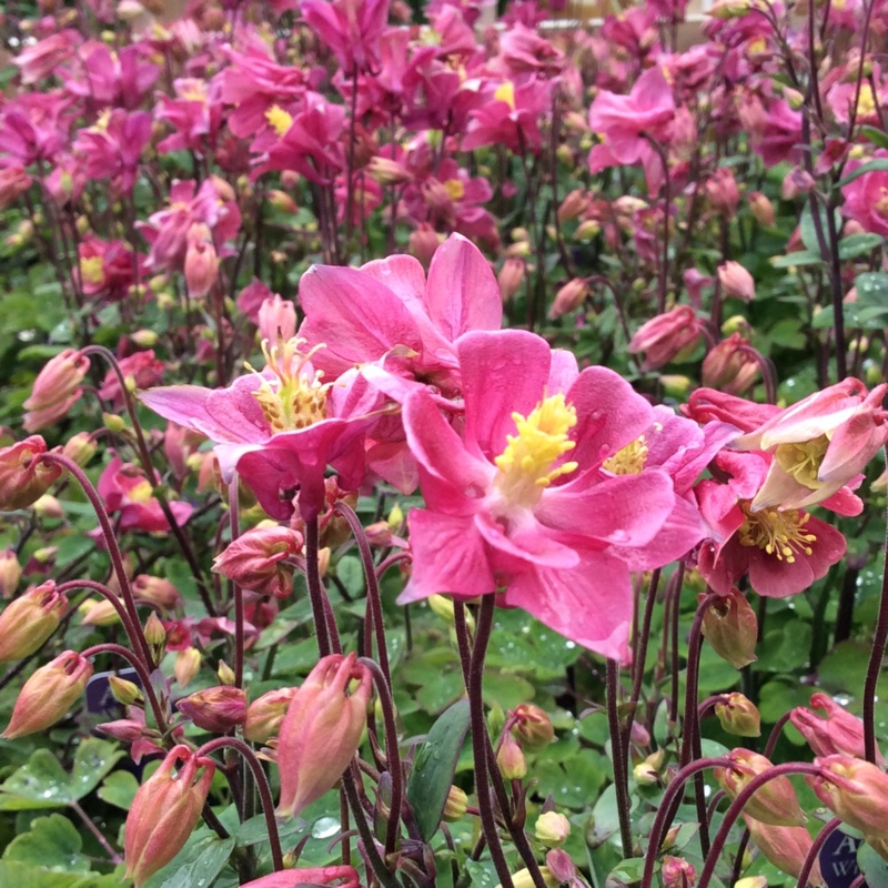 Plant image Aquilegia 'Winky Mixed'