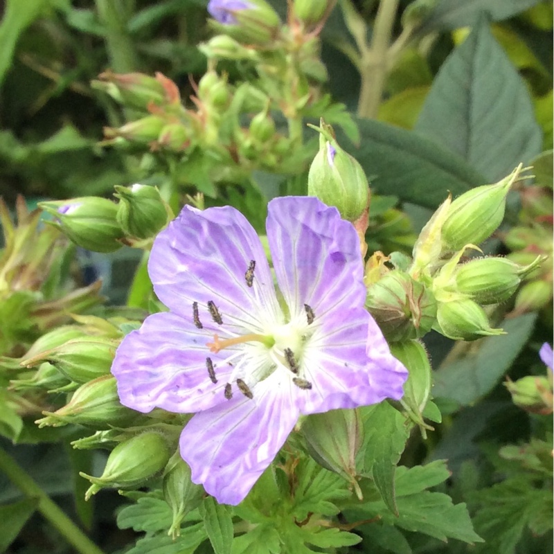 Plant image Geranium pratense 'Mrs Kendall Clark' syn. Geranium pratense 'Mrs K. Clark'