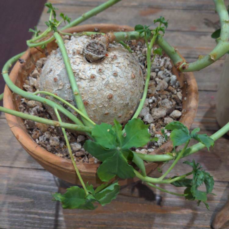 Plant image Jatropha Berlandieri