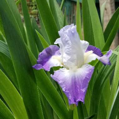 Iris x germanica 'Mission Ridge'