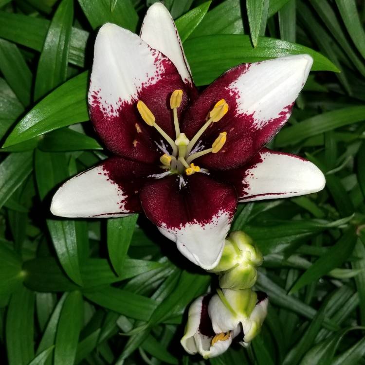 Plant image Lilium 'Tiny Padhye'