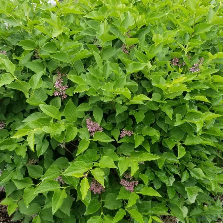 Plant image Syringa pubescens subsp. patula 'Miss Kim'