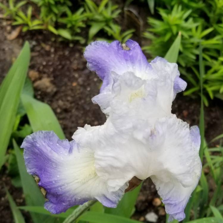 Plant image Iris x germanica 'Mission Ridge'