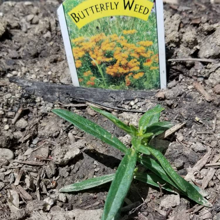 Plant image Asclepias tuberosa 'Hello Yellow'