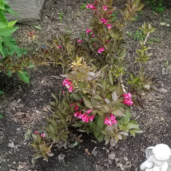 Plant image Weigela 'Dark Horse'