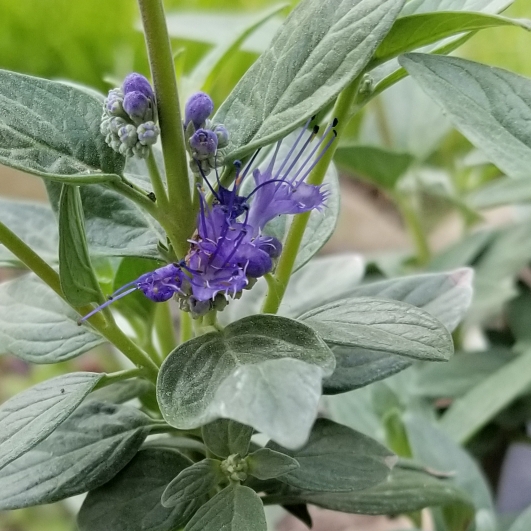 Plant image Caryopteris x clandonensis 'Dark Knight'