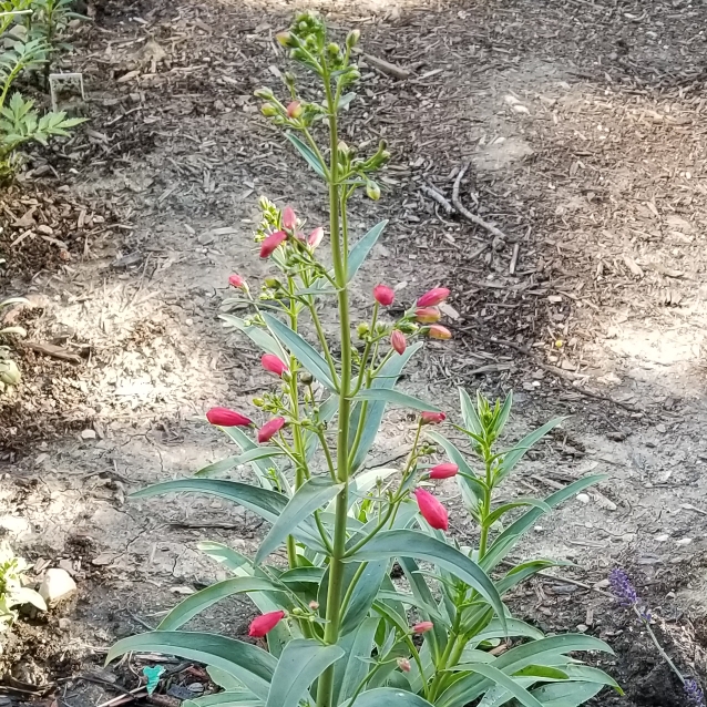 Plant image Penstemon 'Red Riding Hood'