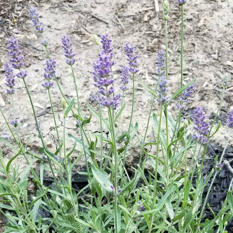 Plant image Lavandula angustifolia 'Ellagance Mix' (Ellagance Series)