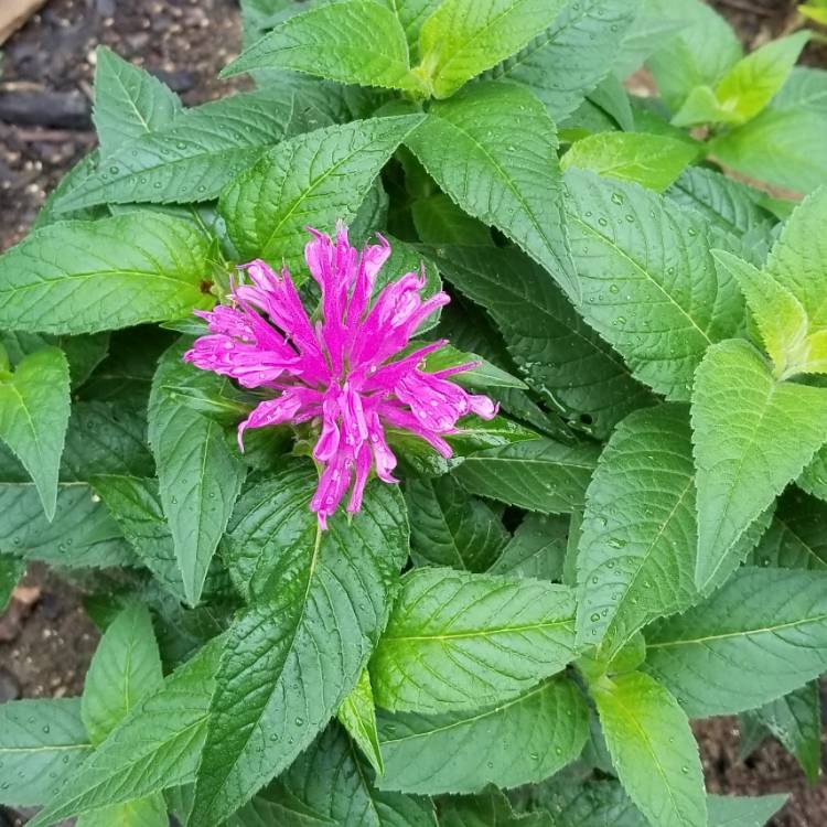 Plant image Monarda Fistulosa 'Claire Grace'