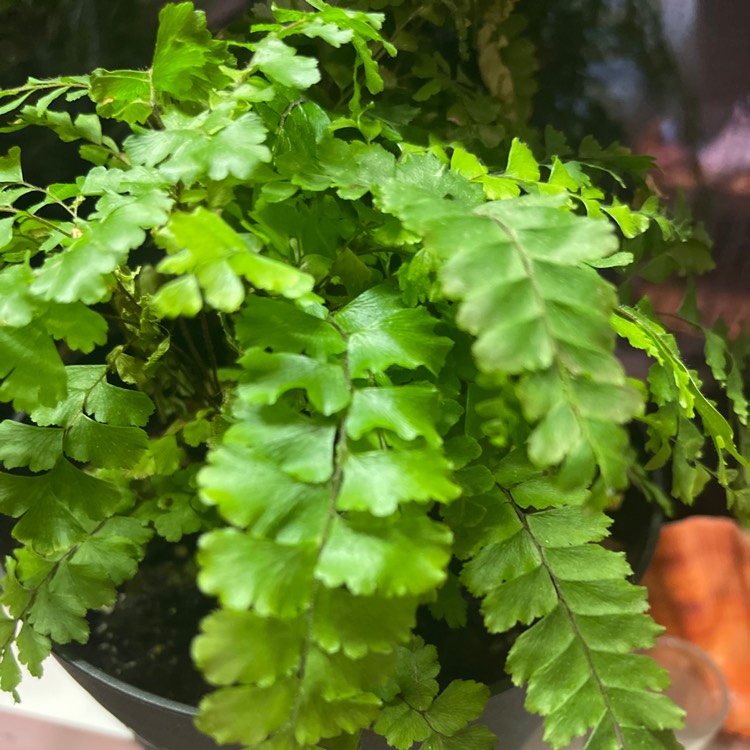 Plant image Adiantum hispidulum 'Bronze Venus'