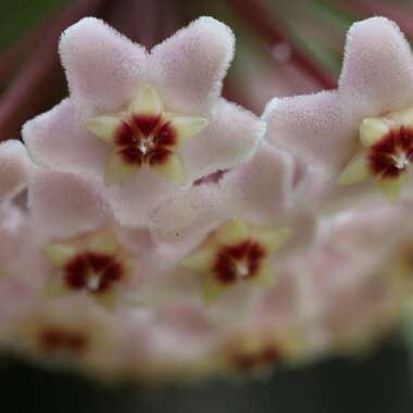 Hoya Carnosa