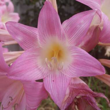 Amaryllis belladonna