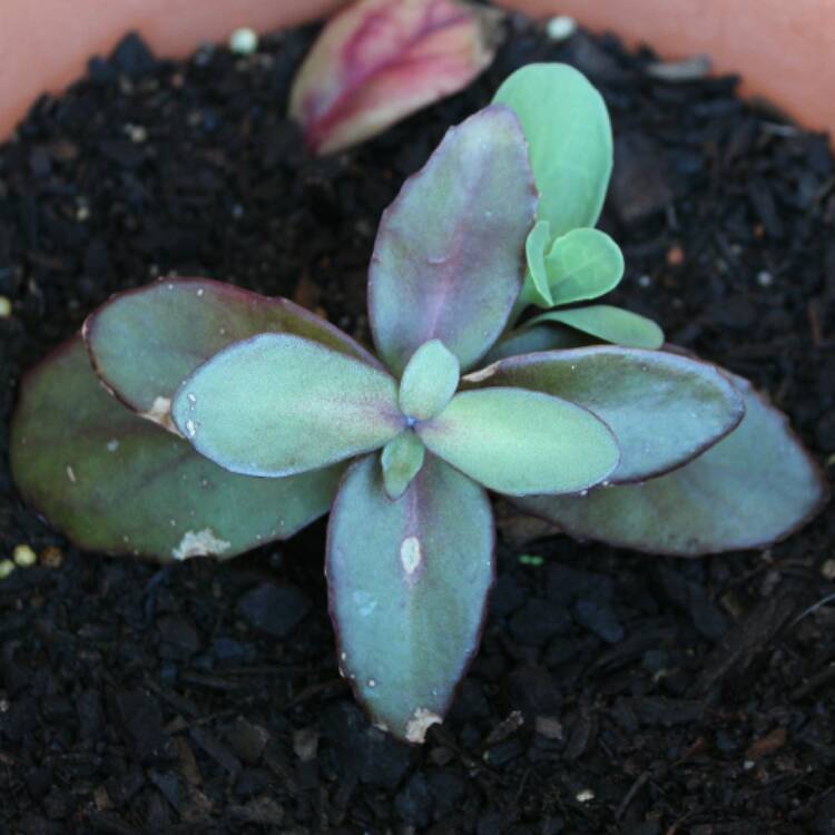 plant image 347276