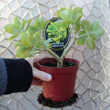 Crassula arborescens subsp. 'Undulatifolia'