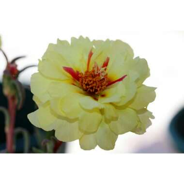 Portulaca grandiflora