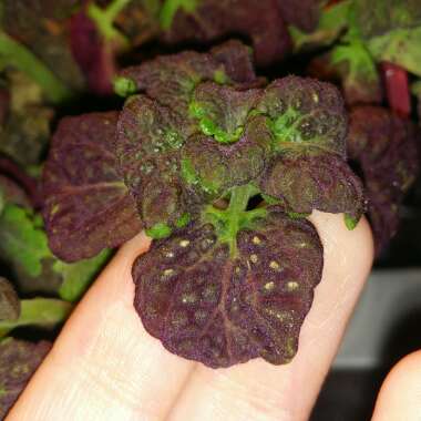 Solenostemon scutellarioides 'Black Dragon'