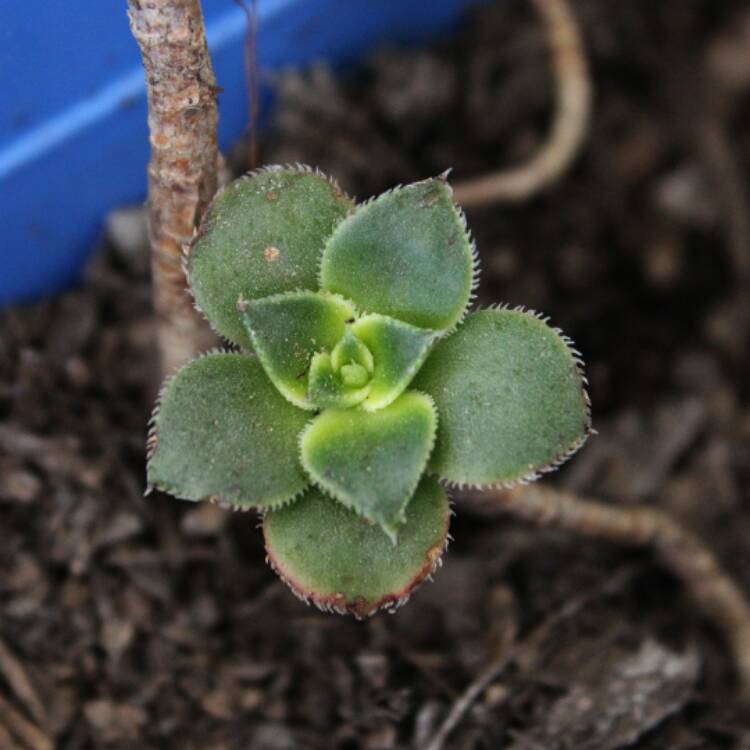 plant image 378943