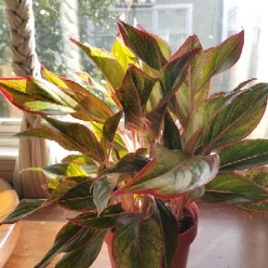 Aglaonema