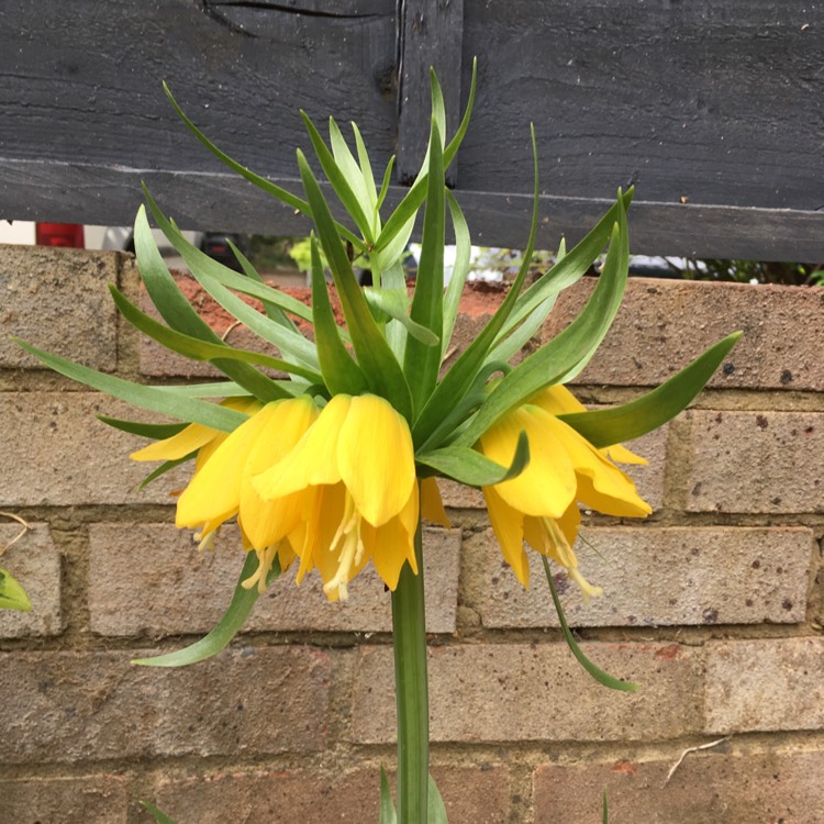 Plant image Fritillaria imperialis 'Lutea'