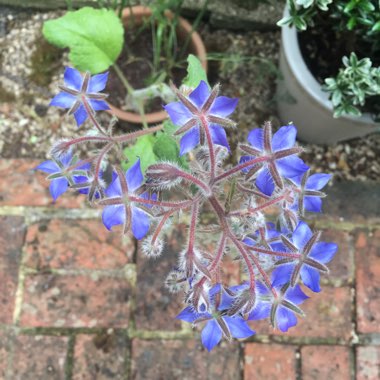 Common borage