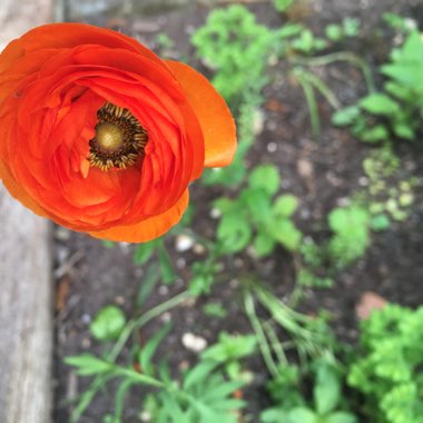 Ranunculus