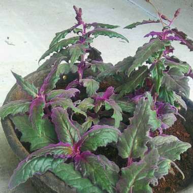 Purple Passion Plant