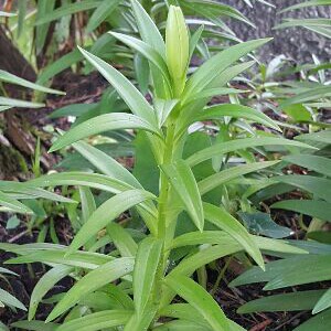 Plant image Lilium 'Bright Star'