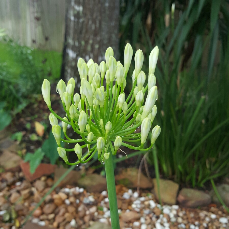 Plant image Agapanthus 'Regal Beauty'