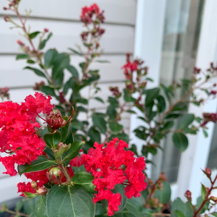 Plant image Lagerstroemia 'Ebony Fire'