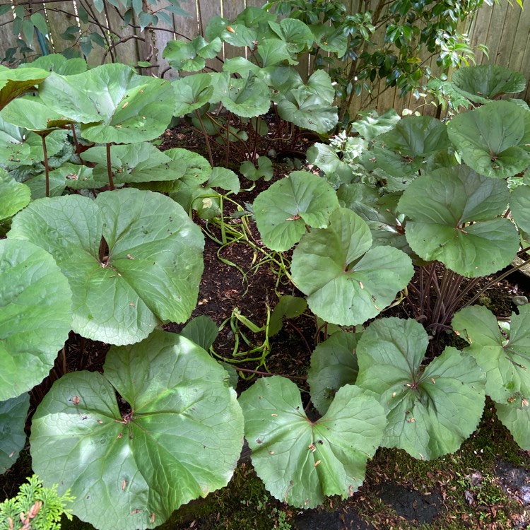 Plant image Ligularia dentata 'Britt Marie Crawford'