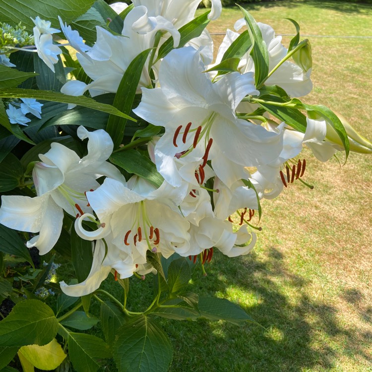 Plant image Lilium 'Casa Blanca'