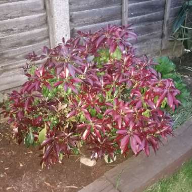 Pieris 'Mountain Fire'