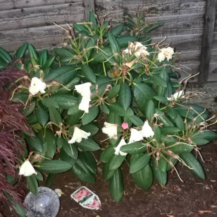 Plant image Rhododendron 'Virginia Richards'