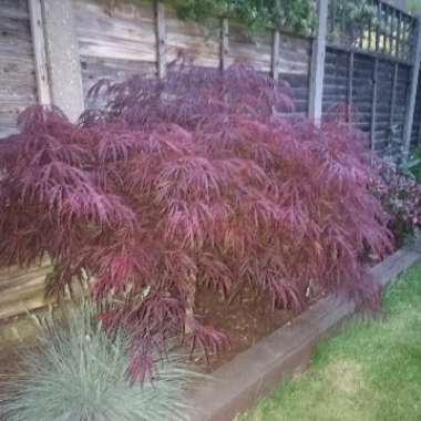 Japanese Maple 'Atropurpureum'